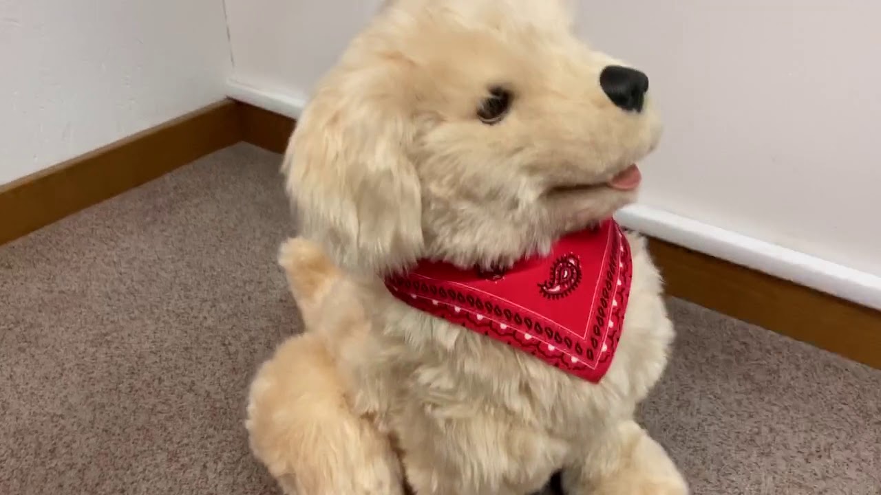 Digital terapihund Mentex Golden Retriever valp