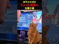 可愛いけどちょっと迷惑な猫５選#cat #面白集 #ねこ #猫のいる暮らし