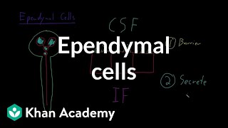 Ependymal cells | Nervous system physiology | NCLEX-RN | Khan Academy
