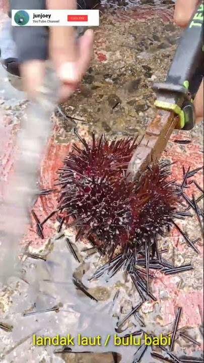 Landak laut / Bulu babi #shortsvideo