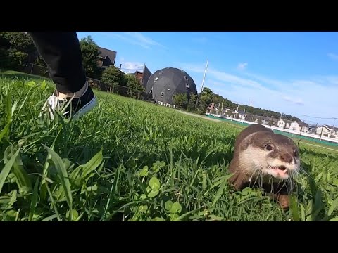 カワウソさくら ハーネスなしで外で一緒に走り回ってみたら…？ otter running outside without a harness