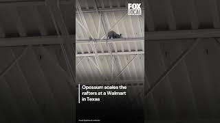 WATCH: Acrobatic opossum spotted walking Walmart rafters
