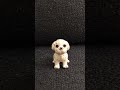 Cute White Toy Dog Dancing 🐶🕺🎵 Fun Dancing Dog Song 🌈✨ | Kids Play City