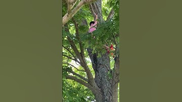 NoahDaPro Tree Climb 2024