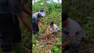 DESA MAJU REFORMA AGRARIA (DAMARA) #tanahuntukrakyat #reformaagrária #agustiana #kdm #cny #shorts