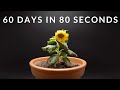 Growing DWARF SUNFLOWER Time-lapse