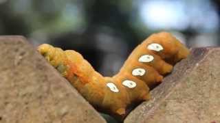 Pandora Sphinx Moth Caterpillar