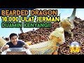 BEARDED DRAGON MAKAN 10.000++ ULAT JERMAN?? | 10.000 SUPERWORMS VS BEARDED DRAGONS