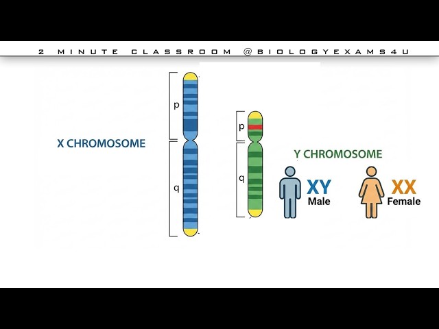 Male Without Y Chromosome
