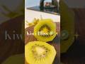 “KIWI CRUSH 🥝✨” #mocktails #kiwi #refreshing #sugar #shorts #shortvideo #viral #homemade
