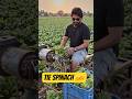 Village Farming Machine Magic 🌱🔥 | Satisfying Spinach Harvest Process | Indian Innovation #shorts