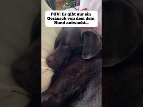 Typischer Tag als DogDad?!😭😂 Wer kennt’s? #dogdad #labrador #hund