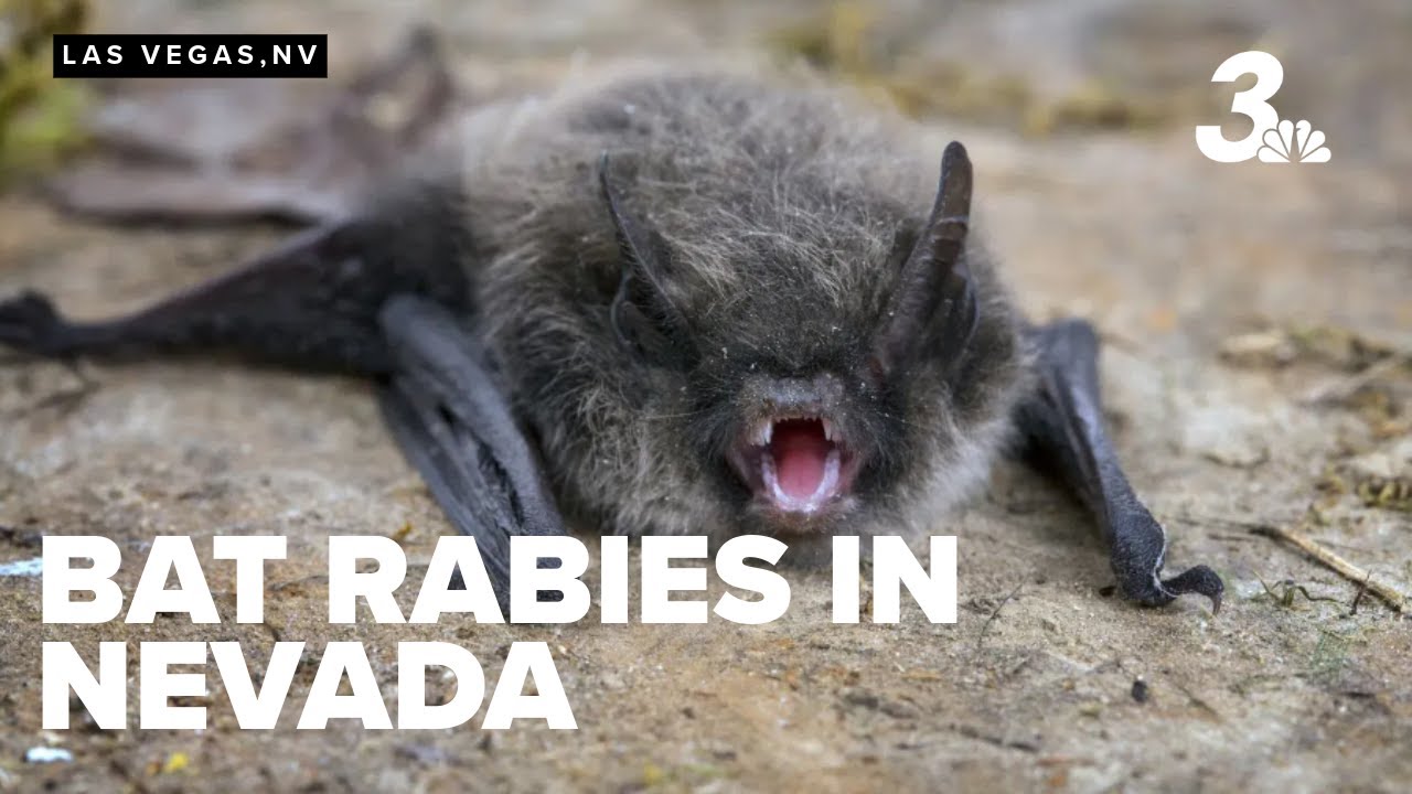 Usa Bat Rabies Bats with rabies found in Nevada, officials urge pet vaccinations - YouTube