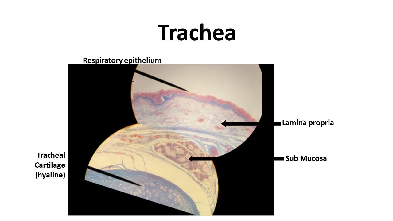 Respiratory system trachea - YouTube