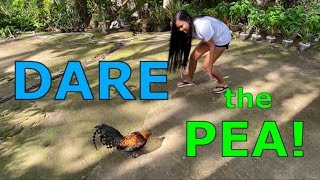 DARE The PEA