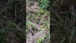 G13 gerriha sdes 218