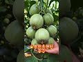 Agriculture #AgriculturalProduction #MuskmelonSeedRecommendation
