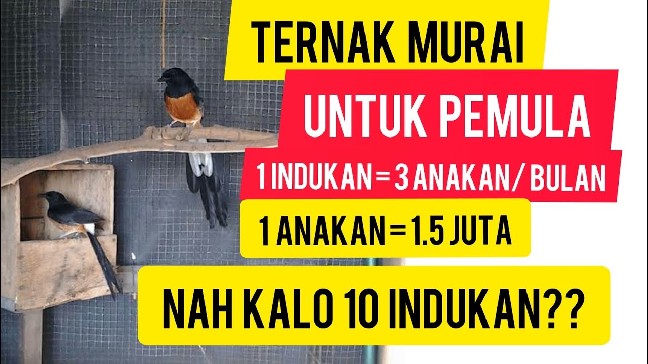 Cara ternak Murai Medan untuk pemula | Keuntungan Besar Ternak Murai