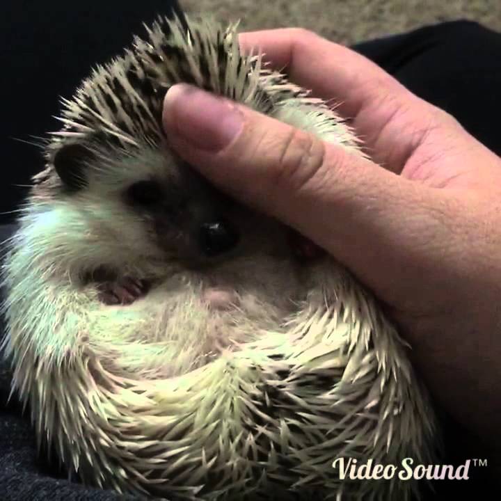 petco hours Lazy Hedgehog