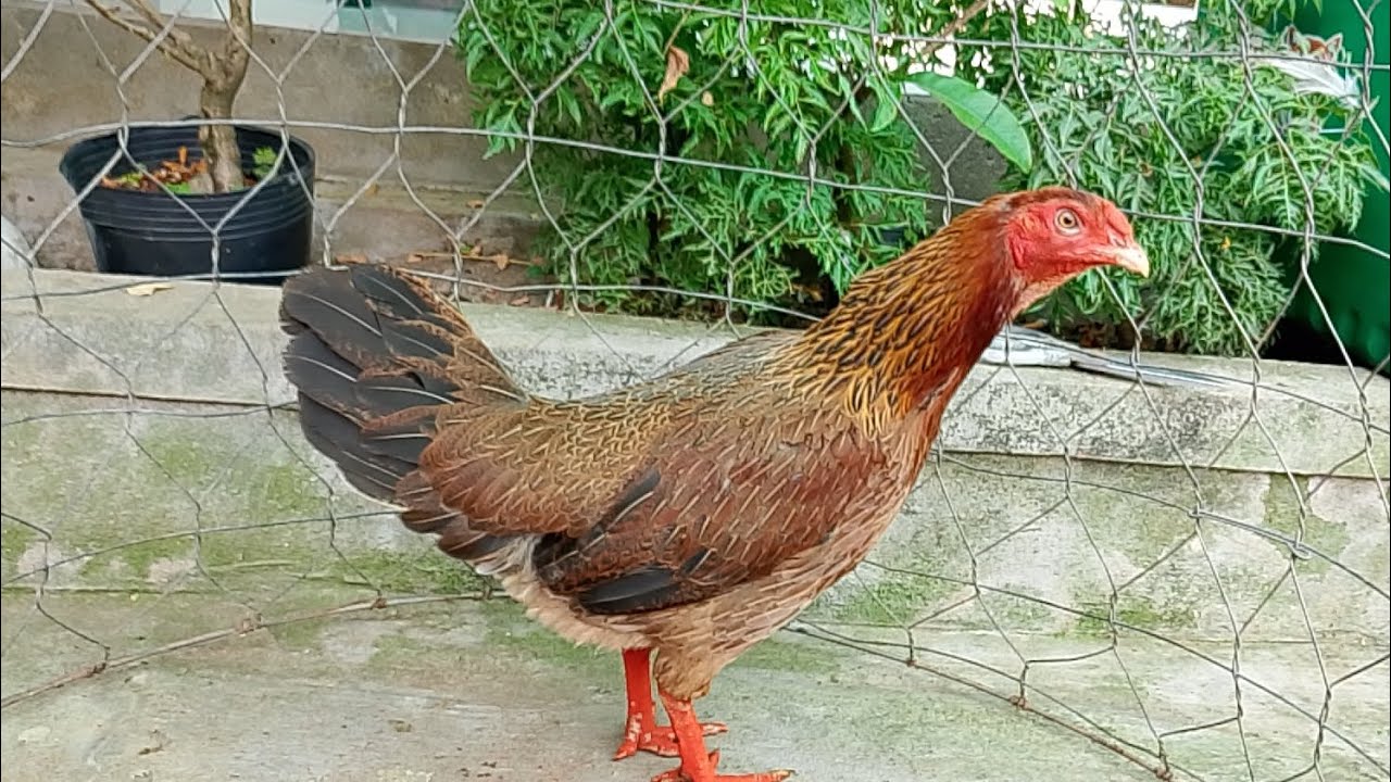 4/3 top 9 mái LH.@359.326.274