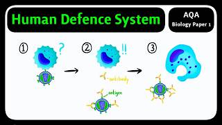 GCSE Biology AQA - Human Defence System | Fighting Pathogens [2026 exams]