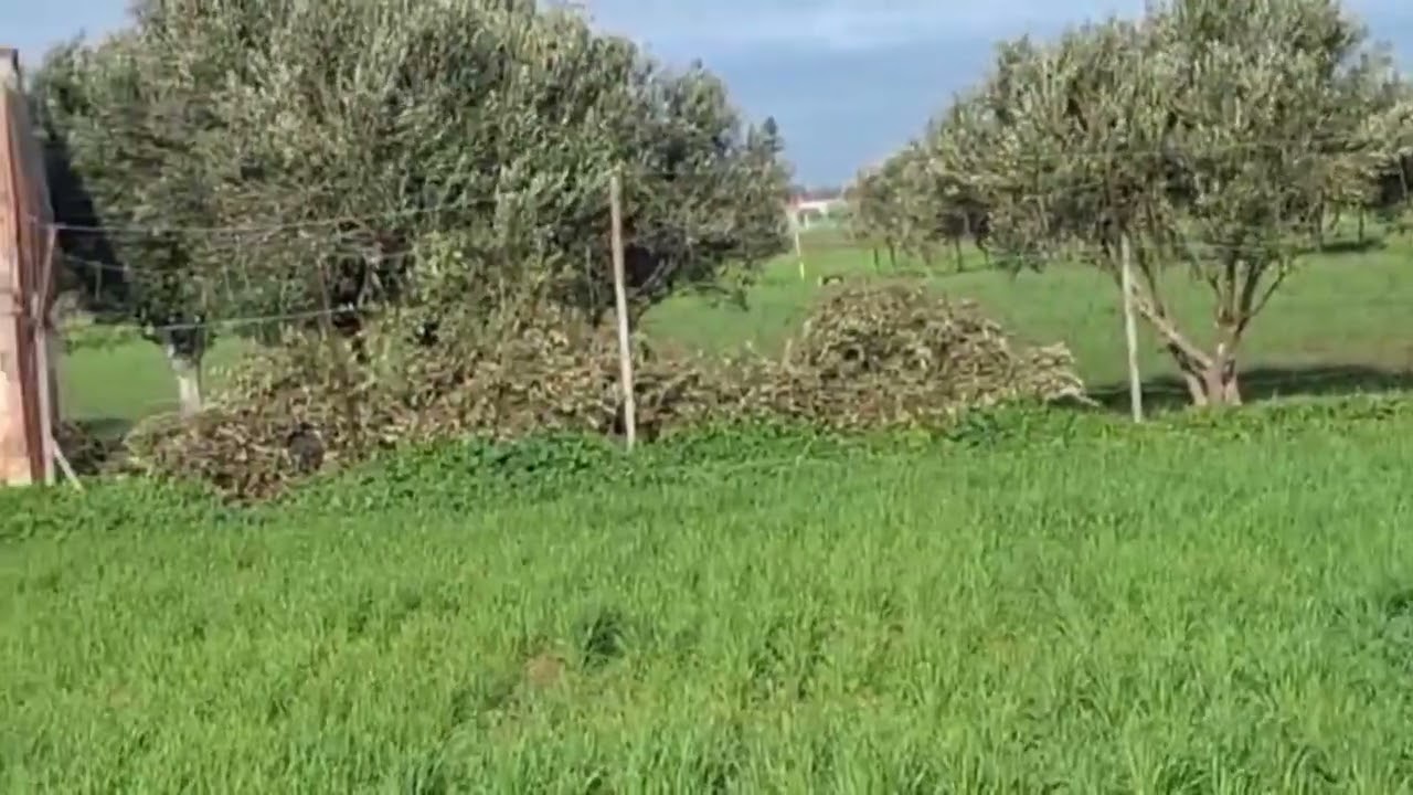 جوج هكتارات 1050 م ملكيه حره فيها البئر الماء مكازة ثمن 36 مليون الهكتار قابل النقاش 0630184239