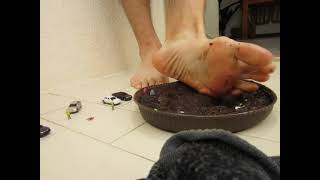Snuffing Tinies In Chocolate Trap Underfoot