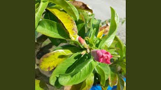 Benar Salah Hanya Rasa