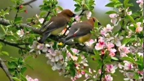 Pinneyum Inakkuyil Pinangiyallo..!!(Mini Anand)