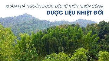 Khám phá nguồn dược liệu từ thiên nhiên cùng Dược liệu nhiệt đới