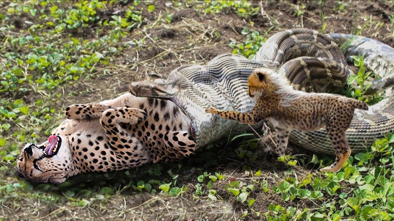 Python Tighten Leopard - Leopard vs Python Fight Very Fierce, Who is ...