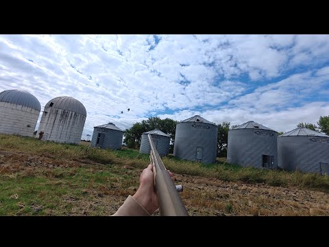 Jump Shooting and Decoying Pigeons! (Pigeon Hunting)