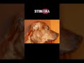 #dog