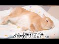 飼い主に足を踏まれたと勘違いしたウサギの様子をご覧ください【No.1049】