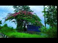 My first video 🌿🌈 Suport koro 🫶