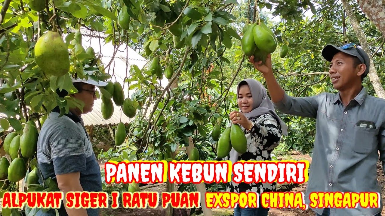 PANEN KEBUN SENDIRI ALPUKAT SIGER 1 RATU PUAN EXSPOR CHINA SINGAPUR
