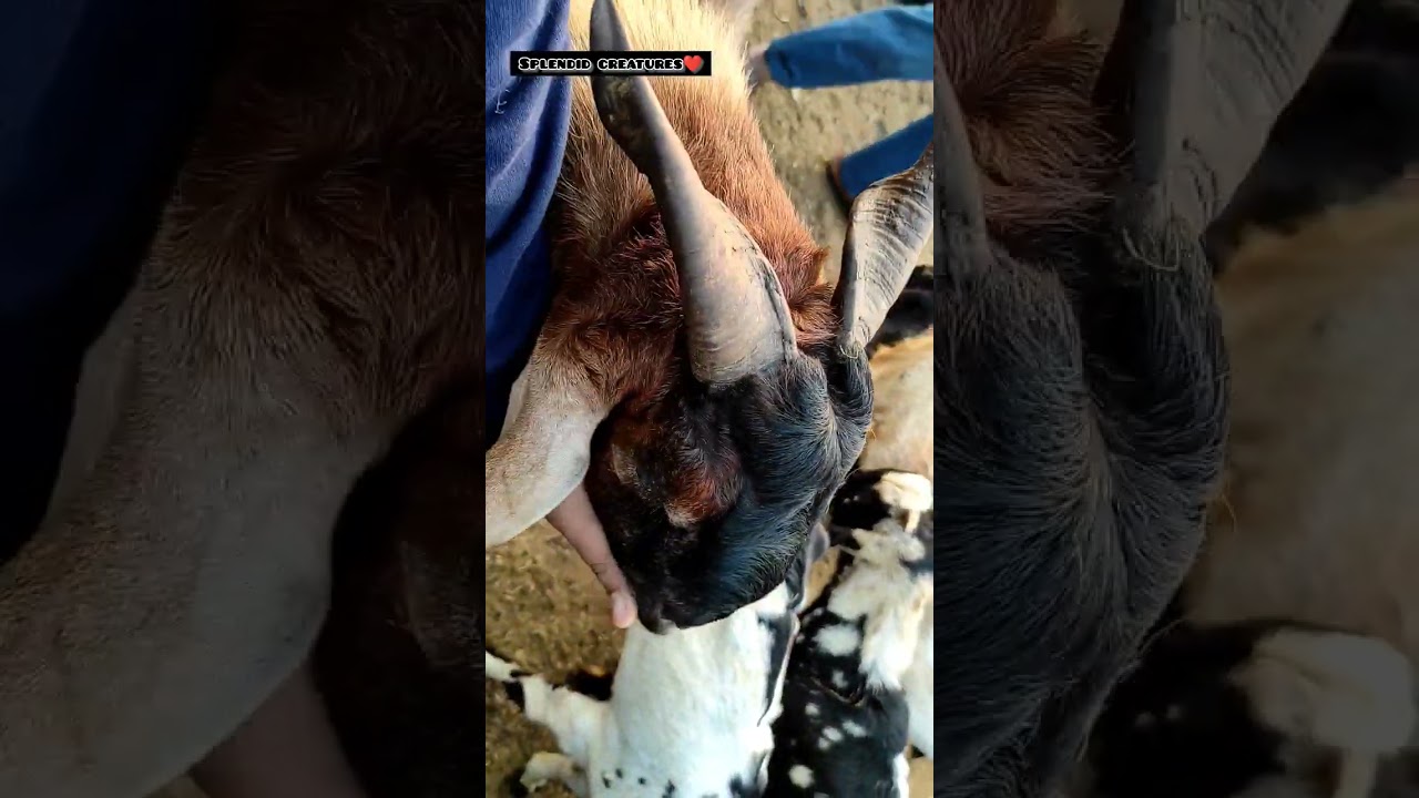 Twisted Horns Of Goat