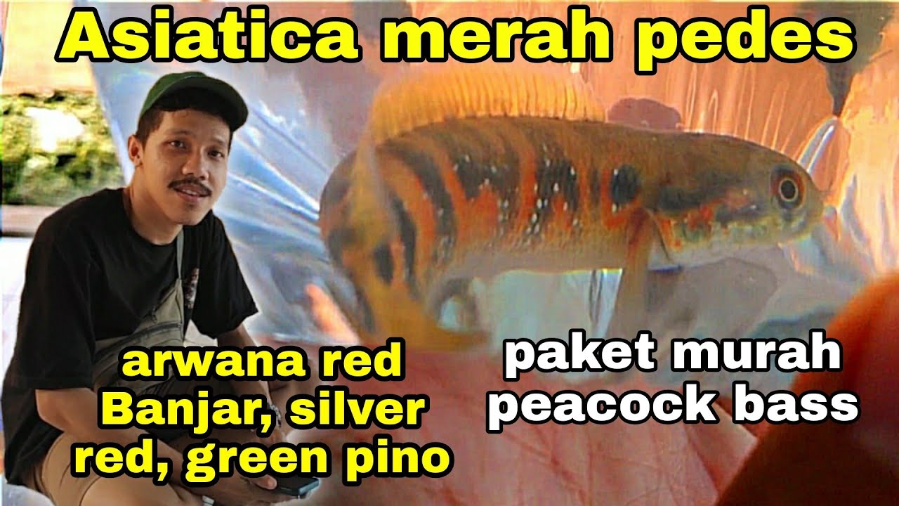 cek harga ikan Channa dan Predator di pasar ikan hias Parung Bogor - 1 Sept...