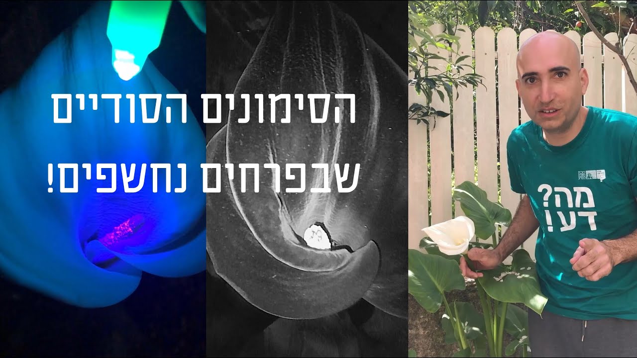 הצבעים הסודיים של הפרחים