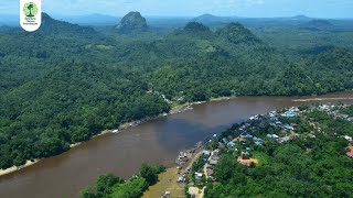 Hutan Dataran Tinggi Dipterokarpa