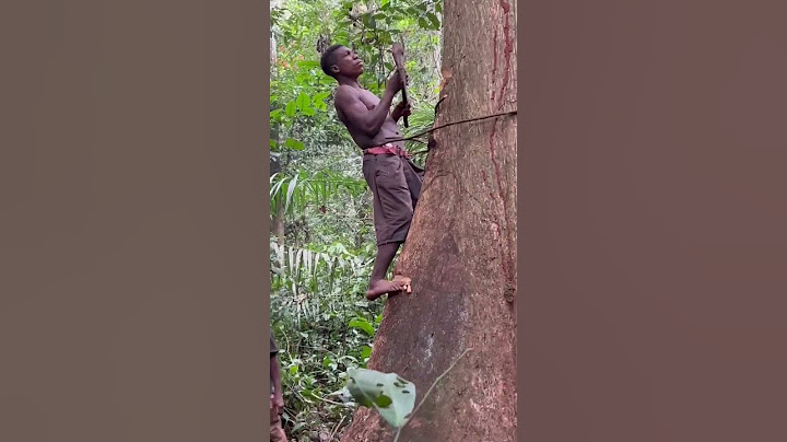 Vivir en la selva con los Pigmeos. Camerun!