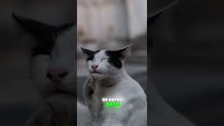 O QUE SEU GATO FAZ NA CALADA DA NOITE EM QUANTO VOCÊ DORME? #gatos #amordegato #pets #cat #modapet