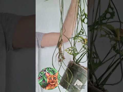 Monstera Obliqua Peru