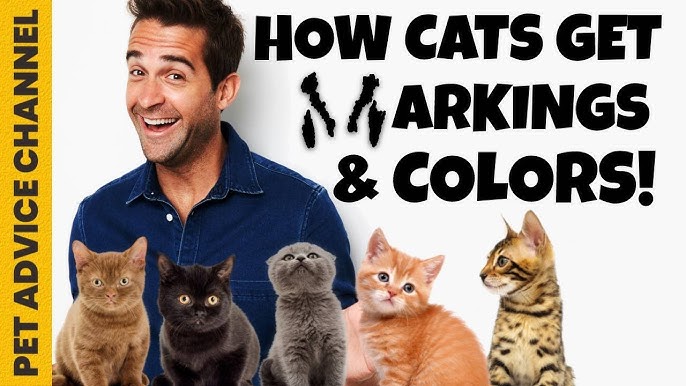 The Ultimate Guide To Cat Coat Colors