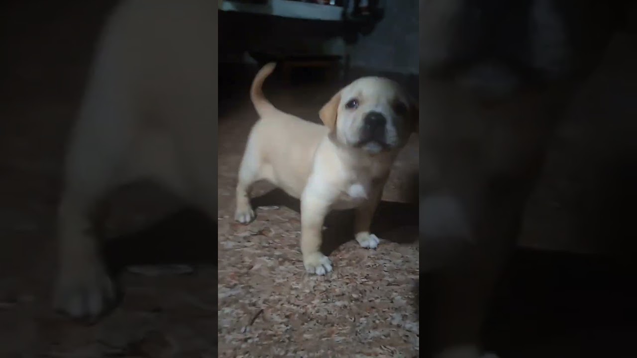 DOGYO DRIFT !Permissão para chorar soldados... #unerdzin #emocionante #humildade #edts #capcut