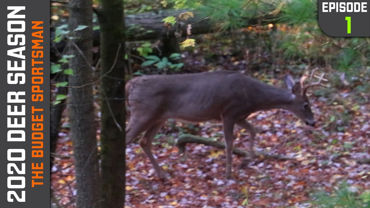 Opening Day of Archery season in Pennsylvania YouTube