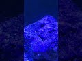 Mini Ocean in My Room🌊🐡#aquariumgoals #fish #fishtank #viralshorts #aquarium #sealife #ocean #love