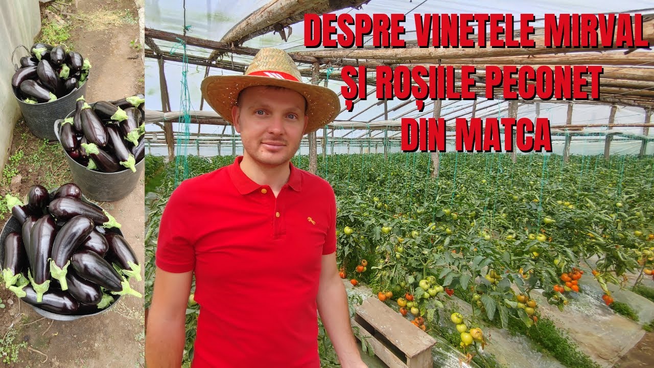 Despre vinetele Mirval și roșiile Peconet de la Matca / România văzută din tractor