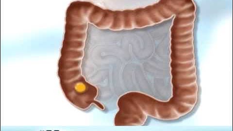 The Digestive System