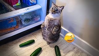 😂🐱 Try Not To Laugh Dogs And Cats 😸🤣 New Funny Animals 2024 #16
